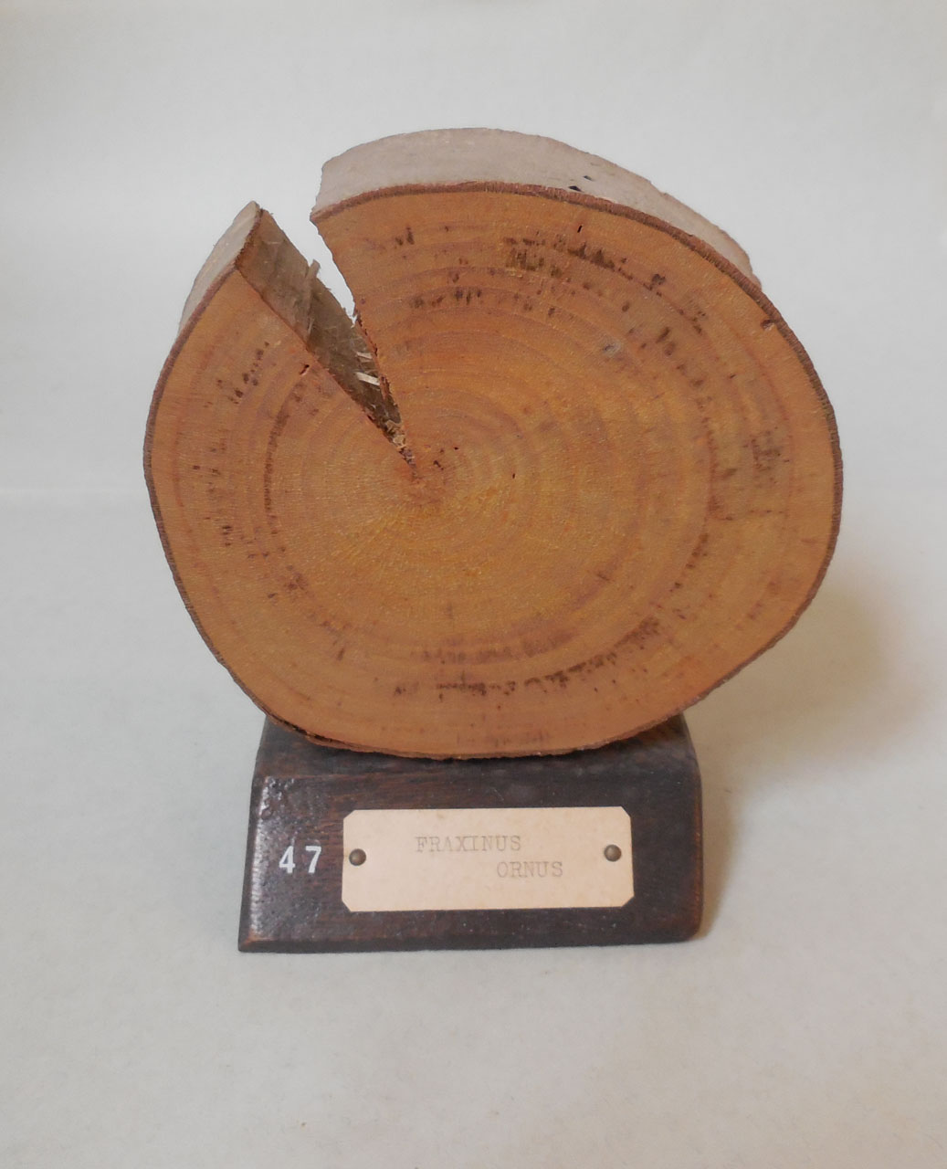 Fraxinus ornus - campione, Herbarium Universitatis Senensis, Collezione xiloteca (1864 - 1950)