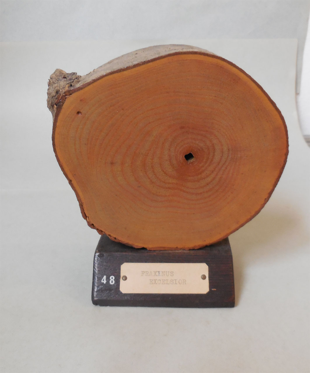 Fraxinus excelsior - campione, Herbarium Universitatis Senensis, Collezione xiloteca (1864 - 1950)