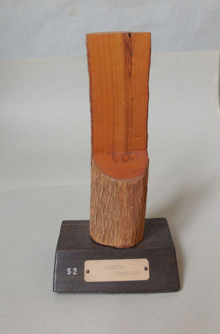 Fabiana imbricata - campione, Herbarium Universitatis Senensis, Collezione xiloteca (1864 - 1950)