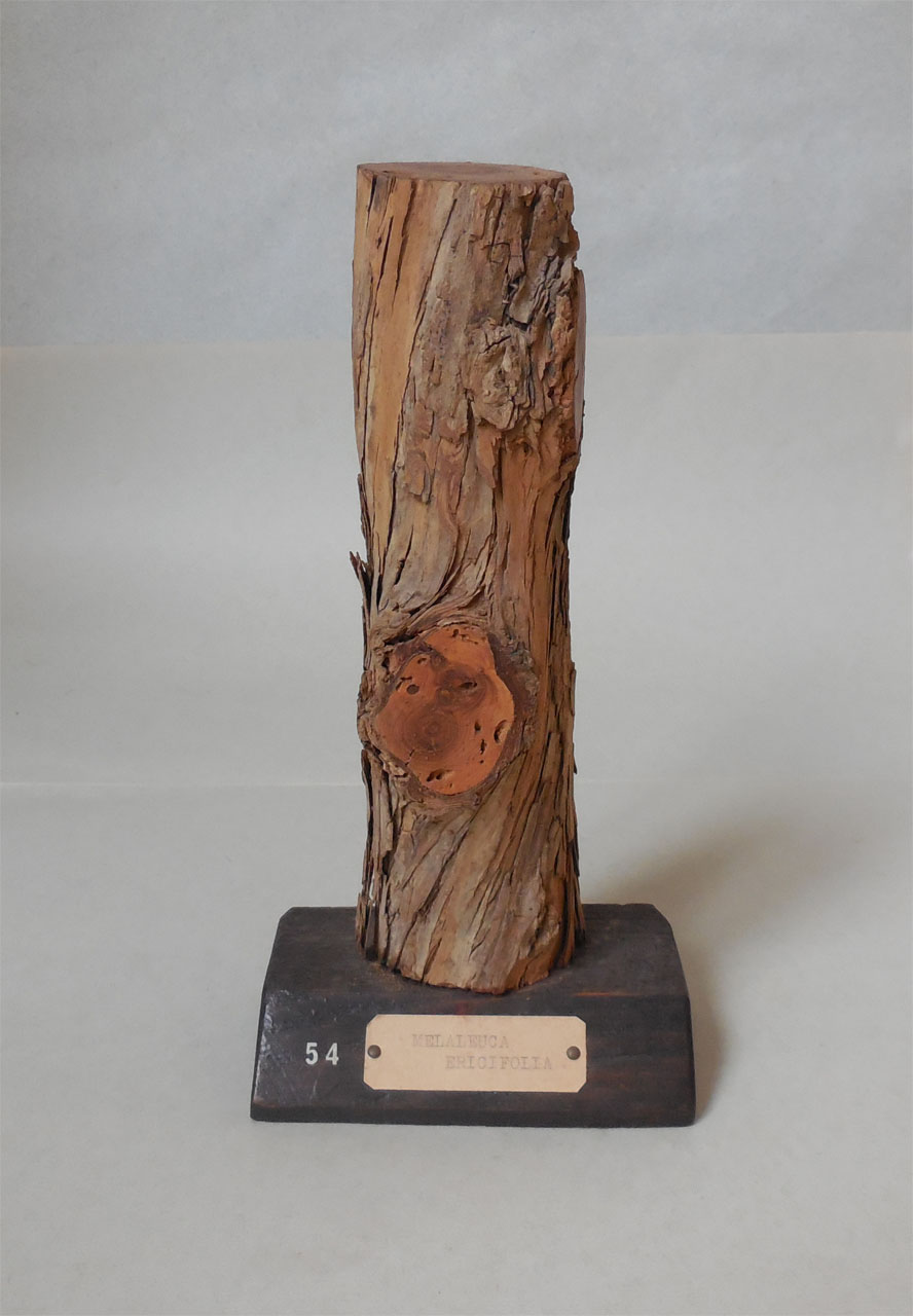 Melaleuca ericifolia - campione, Herbarium Universitatis Senensis, Collezione xiloteca (1864 - 1950)