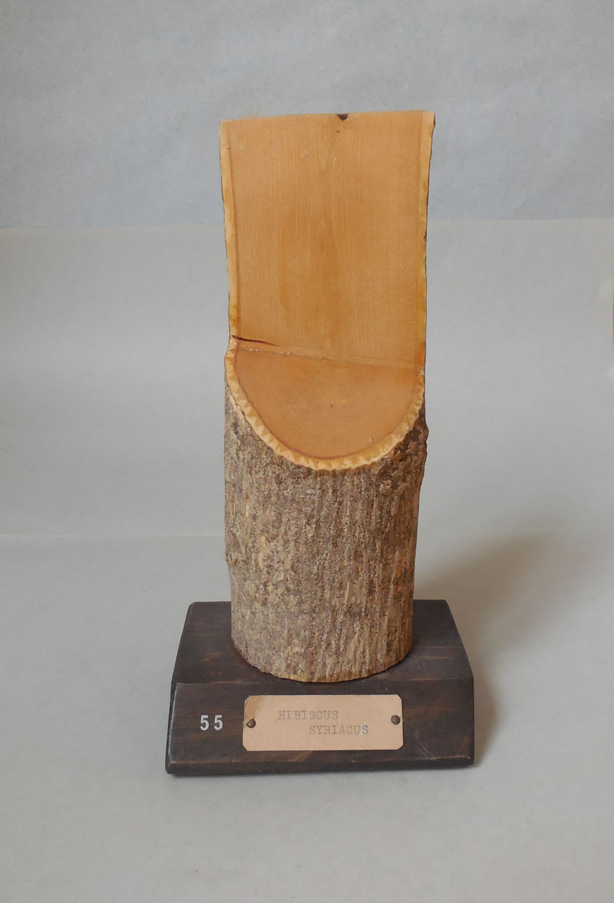 Hibiscus syriacus - campione, Herbarium Universitatis Senensis, Collezione xiloteca (1864 - 1950)