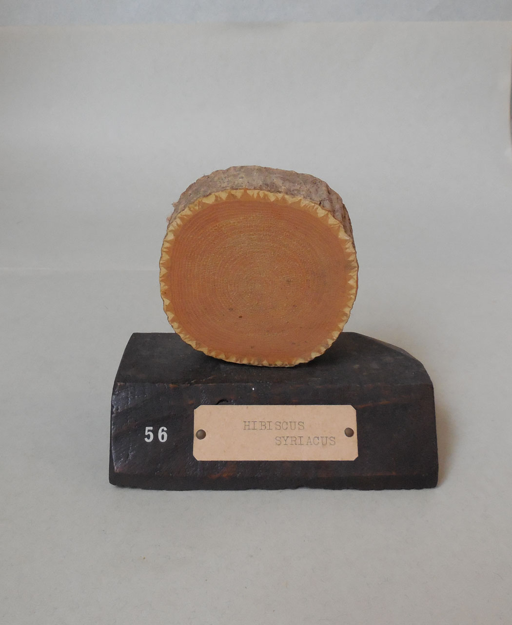 Hybiscus syriacus - campione, Herbarium Universitatis Senensis, Collezione xiloteca (1864 - 1950)