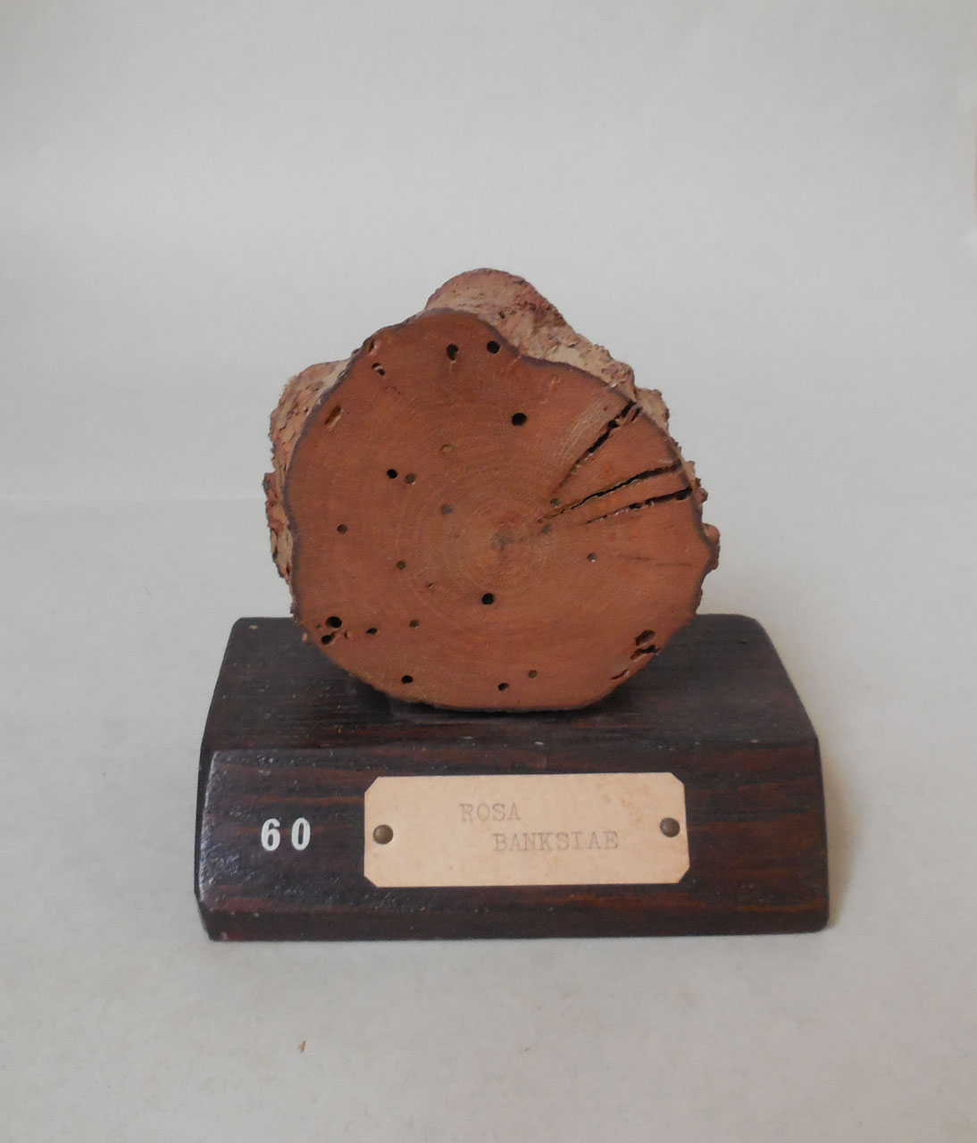 Rosa banksiae - campione, Herbarium Universitatis Senensis, Collezione xiloteca (1864 - 1950)