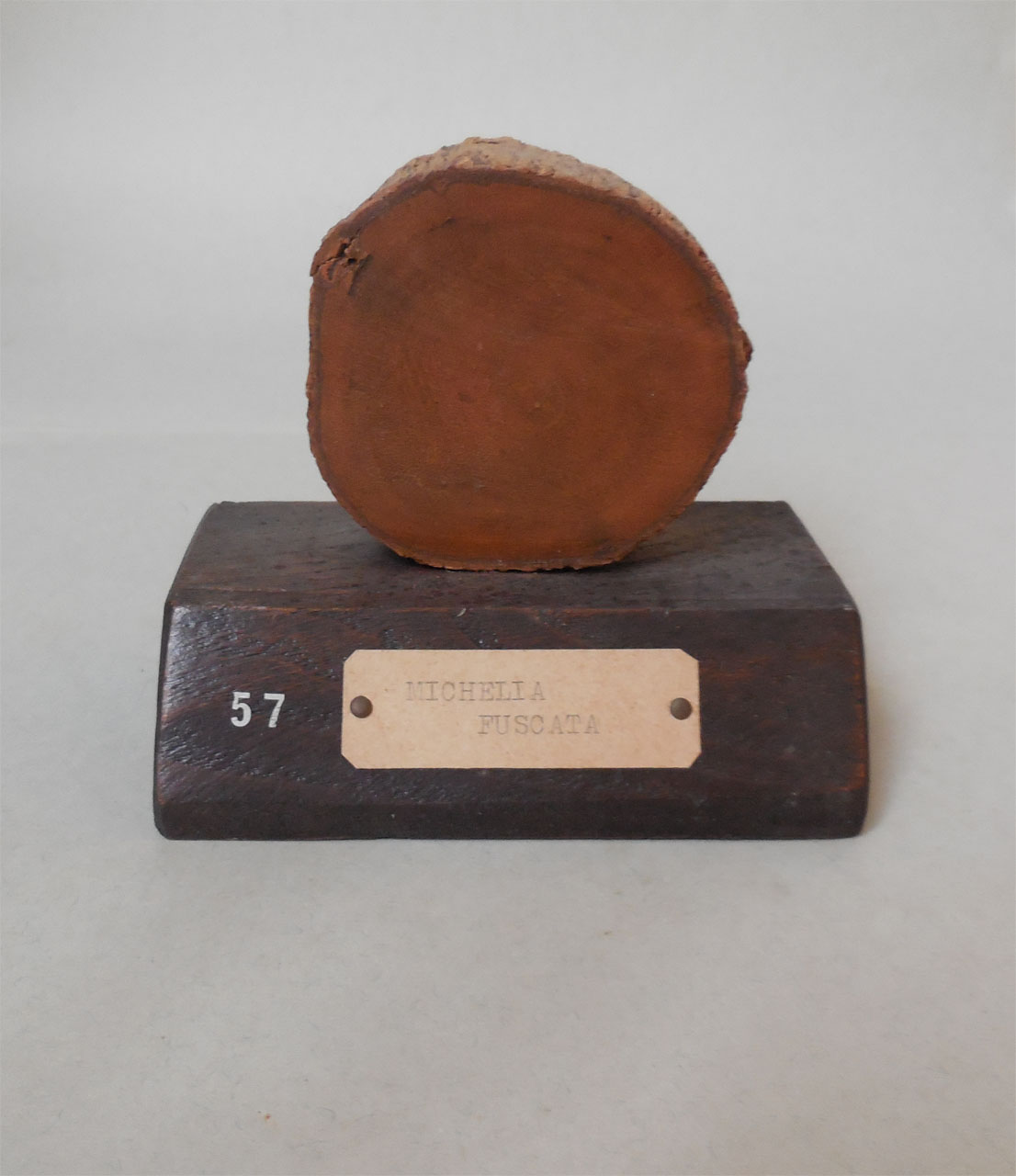 Michelia fuscata - campione, Herbarium Universitatis Senensis, Collezione xiloteca (1864 - 1950)