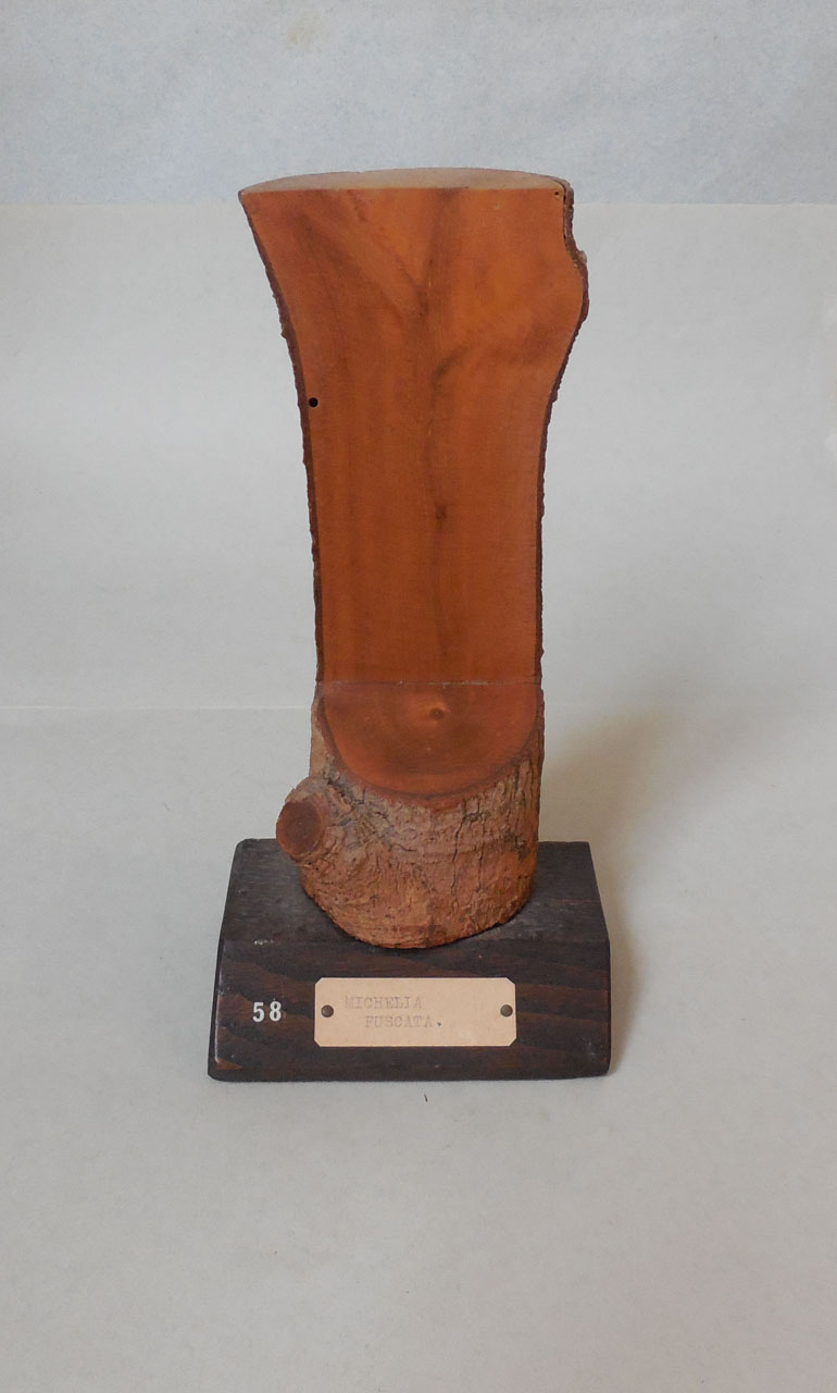 Michelia fuscata - campione, Herbarium Universitatis Senensis, Collezione xiloteca (1864 - 1950)