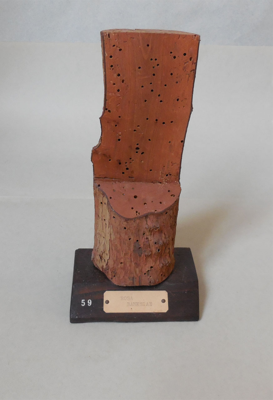 Rosa banksiae - campione, Herbarium Universitatis Senensis, Collezione xiloteca (1864 - 1950)