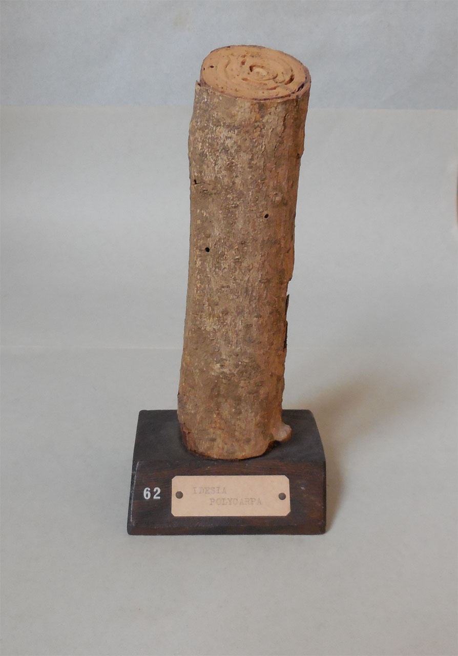 Idesia polycarpa - campione, Herbarium Universitatis Senensis, Collezione xiloteca (1864 - 1950)