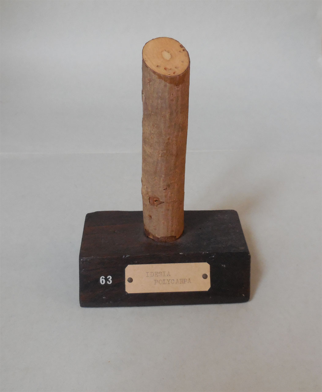 Idesia polycarpa - campione, Herbarium Universitatis Senensis, Collezione xiloteca (1864 - 1950)