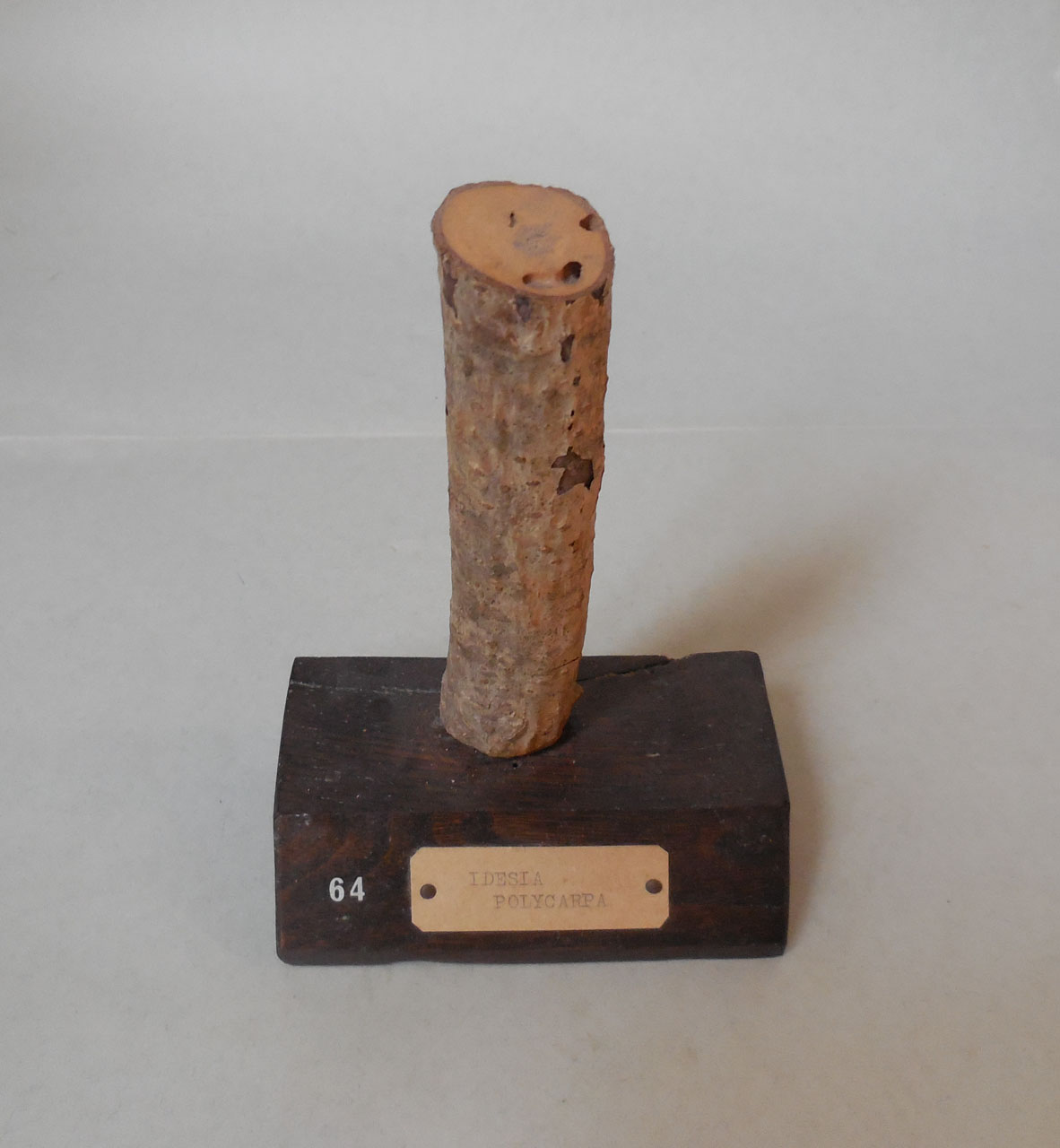 Idesia polycarpa - campione, Herbarium Universitatis Senensis, Collezione xiloteca (1864 - 1950)