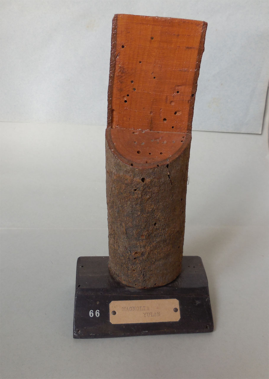 Magnolia yulan - campione, Herbarium Universitatis Senensis, Collezione xiloteca (1864 - 1950)