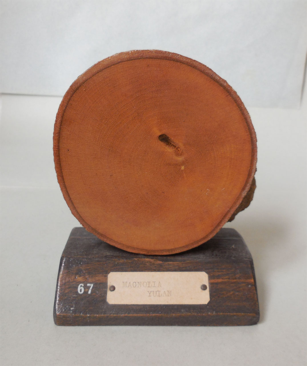 Magnolia yulan - campione, Herbarium Universitatis Senensis, Collezione xiloteca (1864 - 1950)