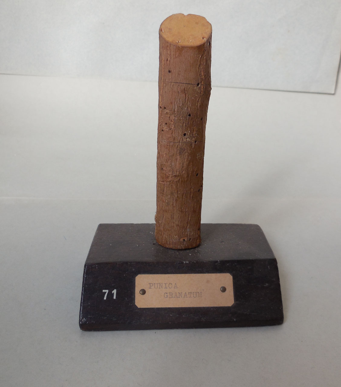 Punica granatum - campione, Herbarium Universitatis Senensis, Collezione xiloteca (1864 - 1950)