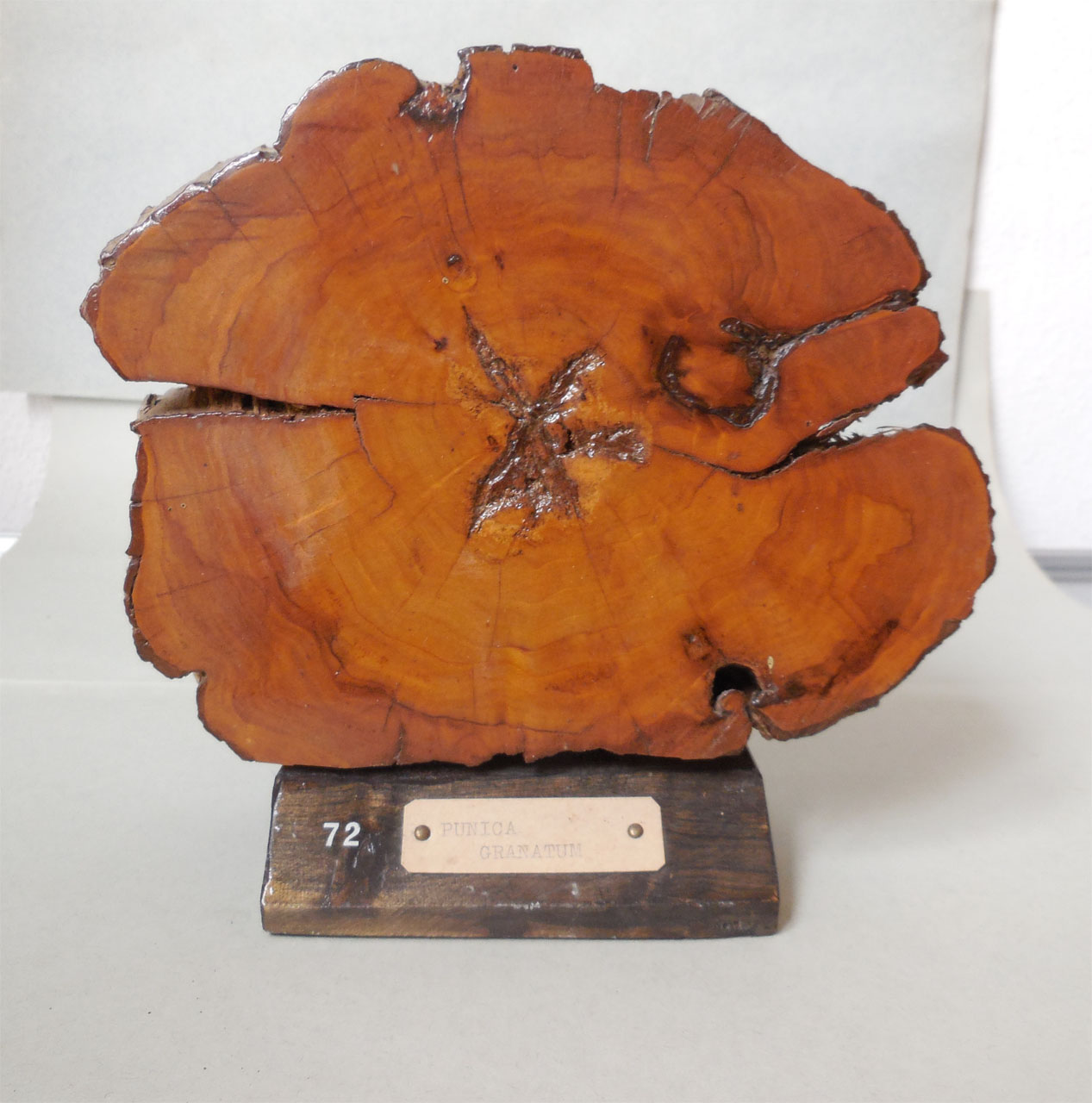 Punica granatum - campione, Herbarium Universitatis Senensis, Collezione xiloteca (1864 - 1950)