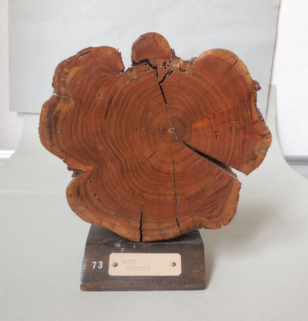 Rhus cotinus - campione, Herbarium Universitatis Senensis, Collezione xiloteca (1864 - 1950)