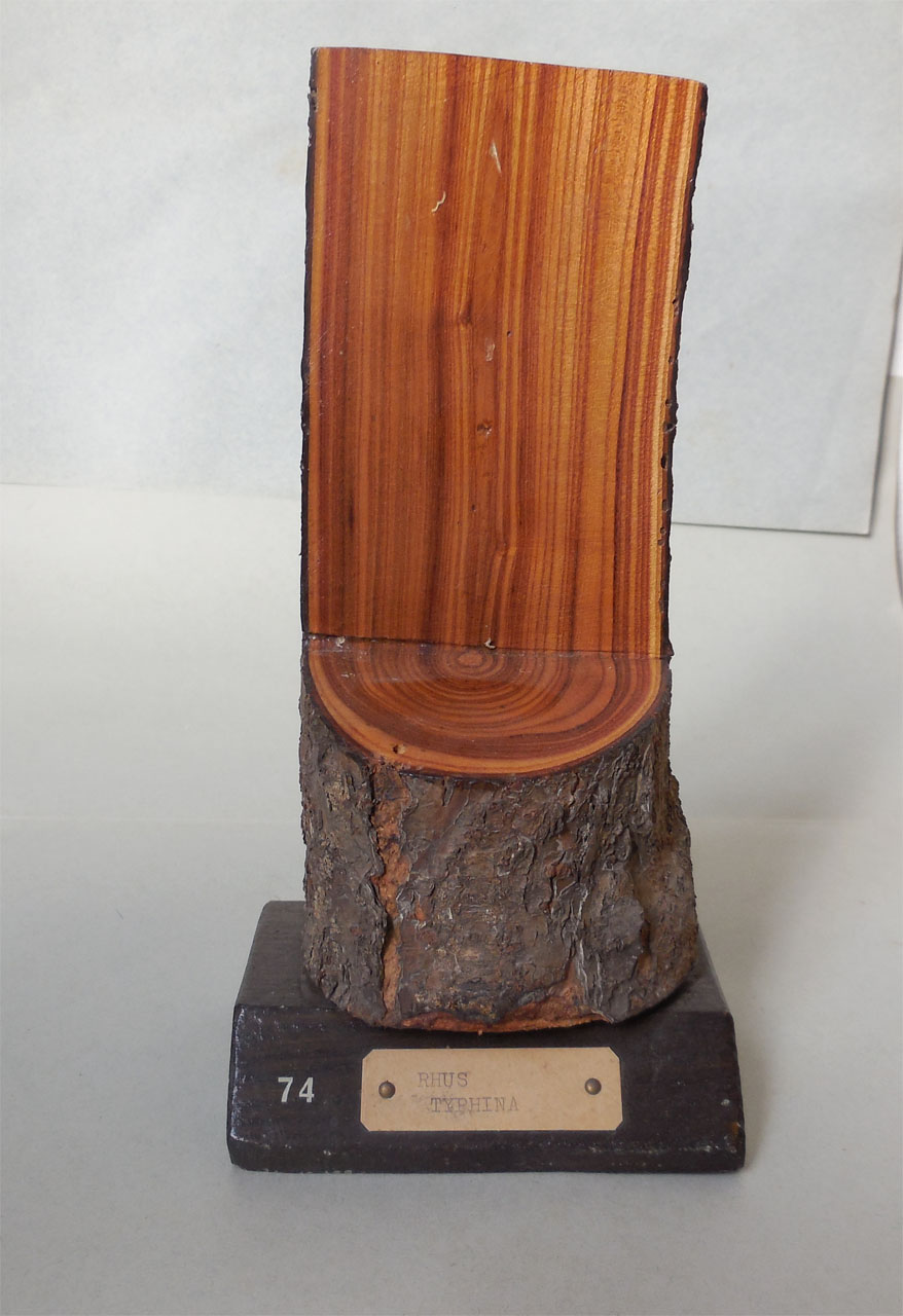 Rhus typhina - campione, Herbarium Universitatis Senensis, Collezione xiloteca (1864 - 1950)