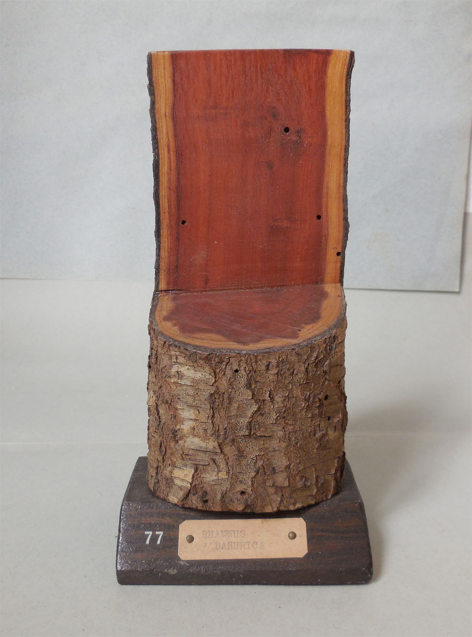 Rhamnus davurica - campione, Herbarium Universitatis Senensis, Collezione xiloteca (1864 - 1950)