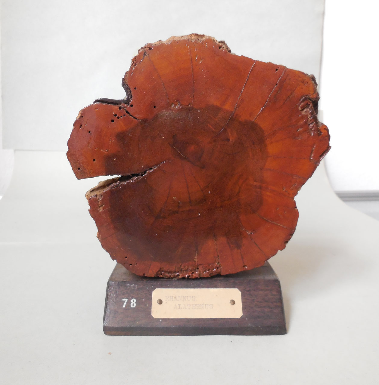 Rhamnus alaternus - campione, Herbarium Universitatis Senensis, Collezione xiloteca (1864 - 1950)