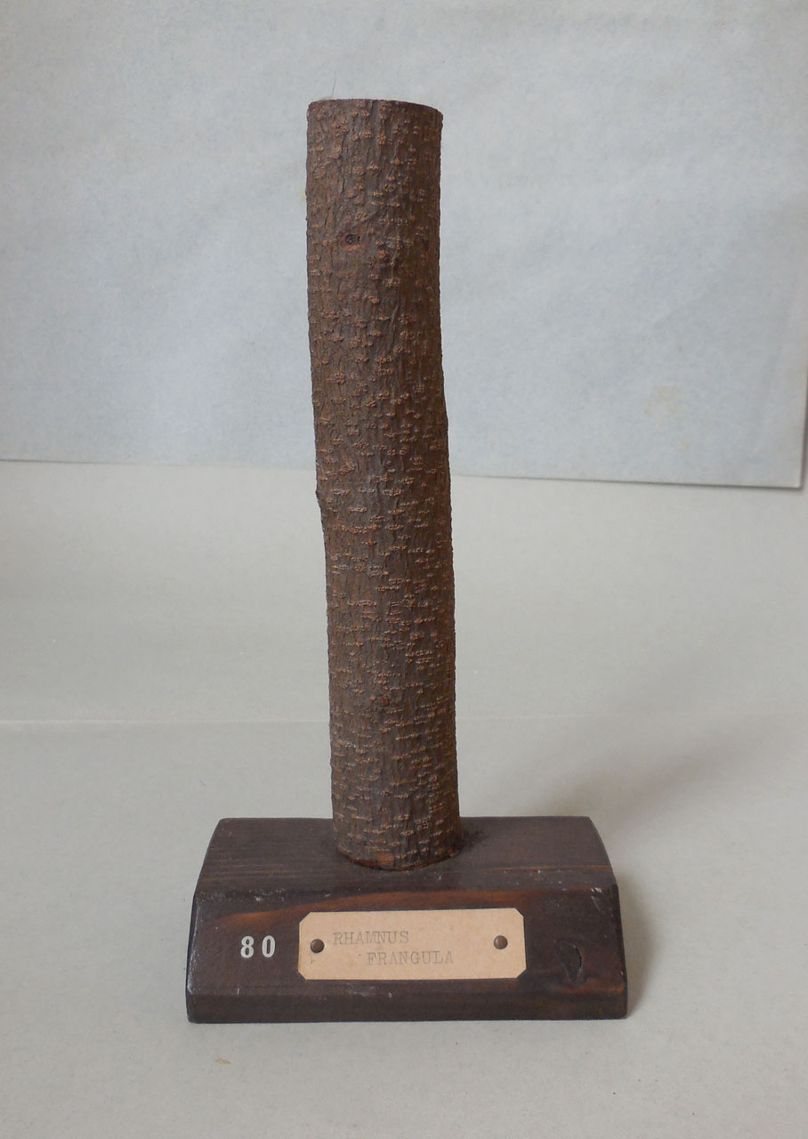 Rhamnus frangula - campione, Herbarium Universitatis Senensis, Collezione xiloteca (1864 - 1950)