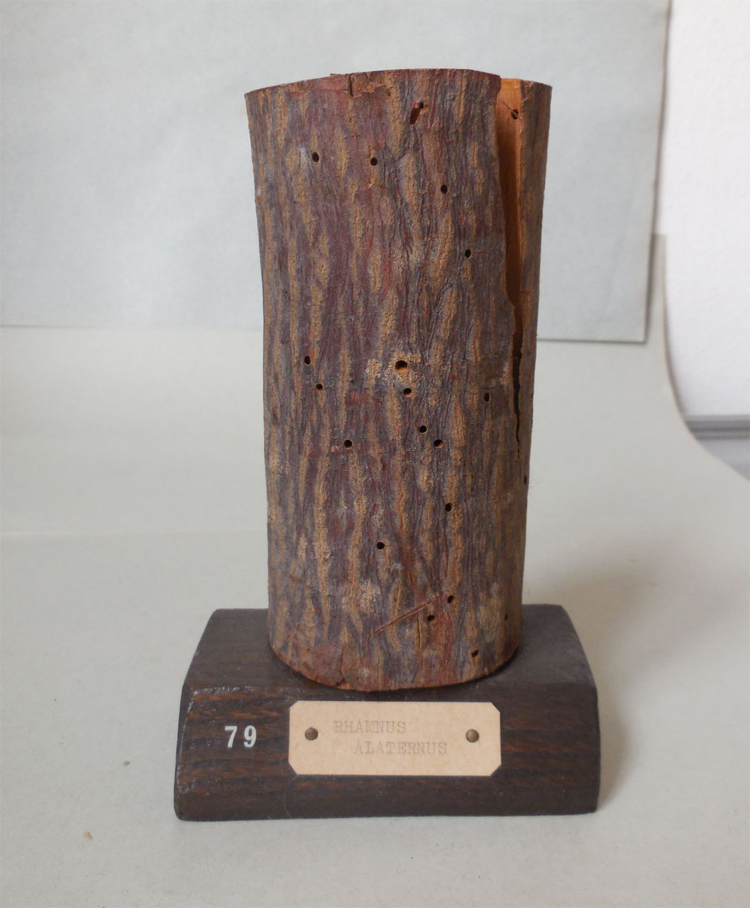 Rhamnus alaternus - campione, Herbarium Universitatis Senensis, Collezione xiloteca (1864 - 1950)