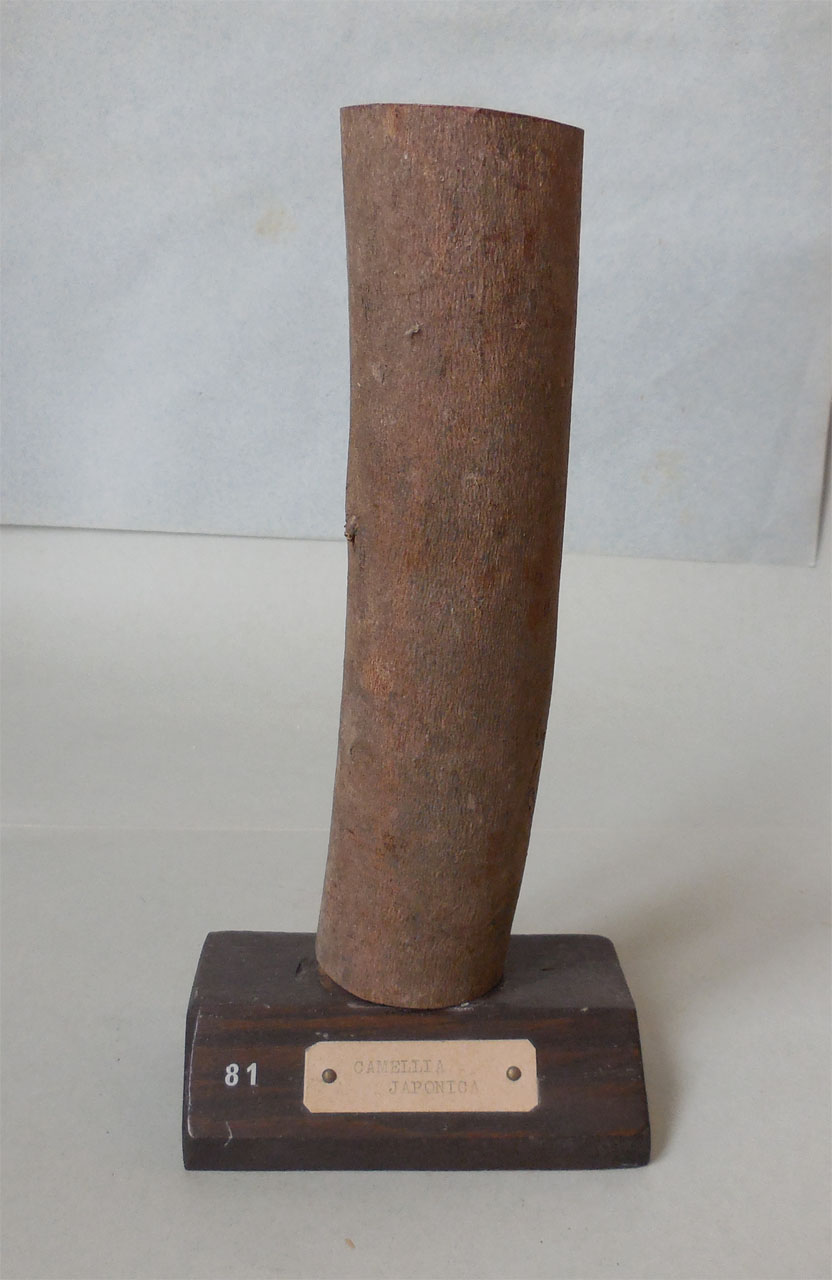 Camellia japonica - campione, Herbarium Universitatis Senensis, Collezione xiloteca (1864 - 1950)