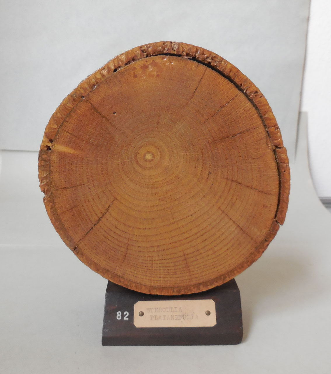 Sterculia platanifolia - campione, Herbarium Universitatis Senensis, Collezione xiloteca (1864 - 1950)