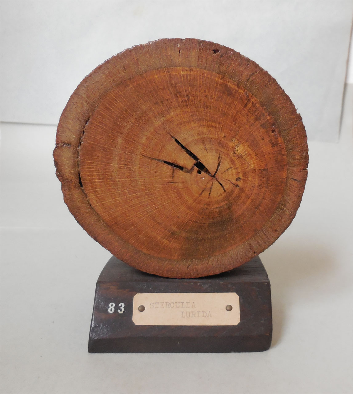 Sterculia lurida - campione, Herbarium Universitatis Senensis, Collezione xiloteca (1864 - 1950)