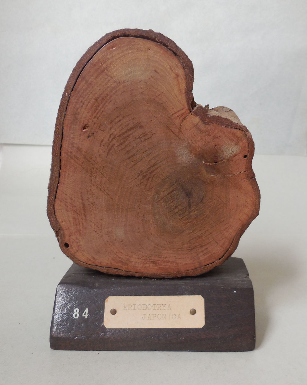 Eriobotrya japonica - campione, Herbarium Universitatis Senensis, Collezione xiloteca (1864 - 1950)