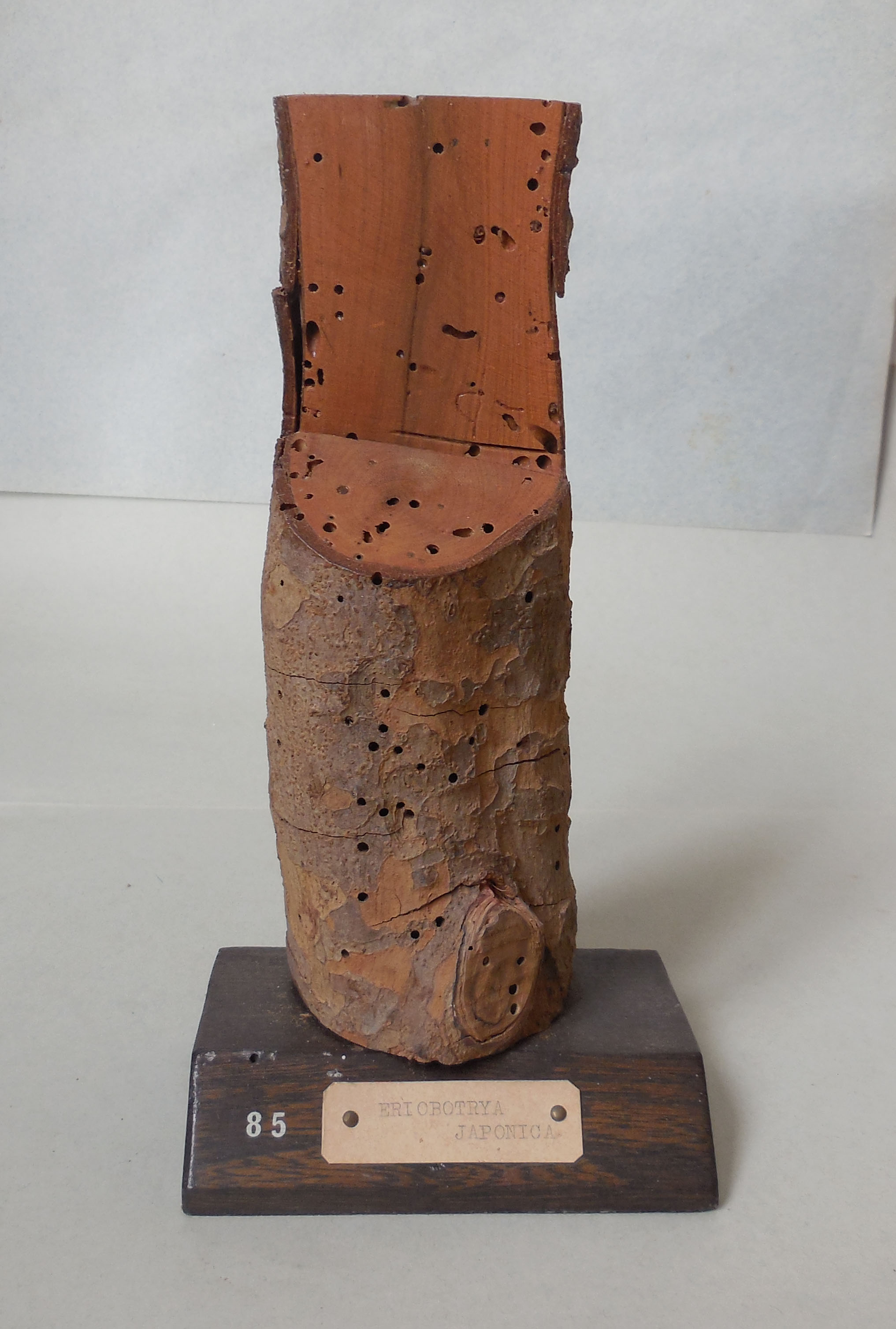 Eriobotrya japonica - campione, Herbarium Universitatis Senensis, Collezione xiloteca (1864 - 1950)