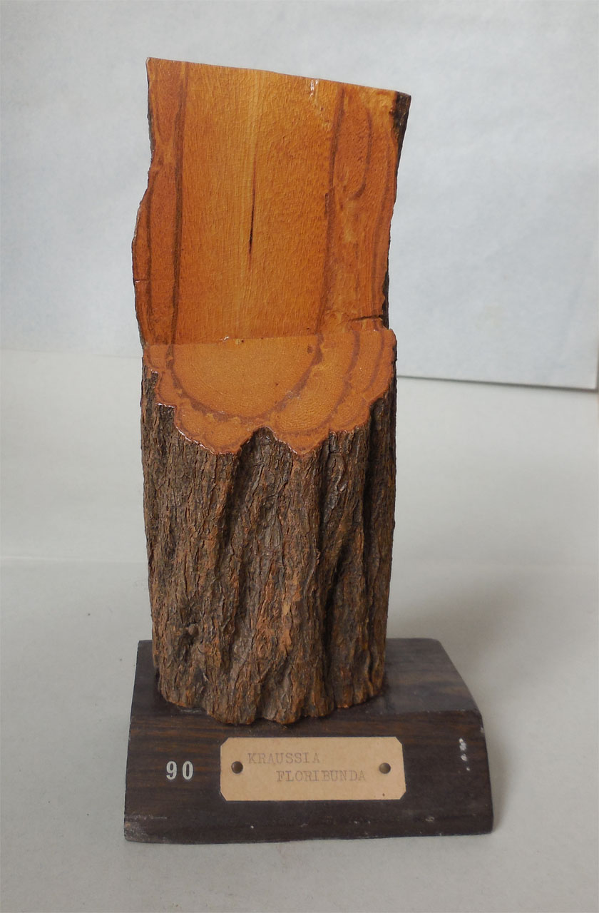 Kraussia floribunda - campione, Herbarium Universitatis Senensis, Collezione xiloteca (1864 - 1950)