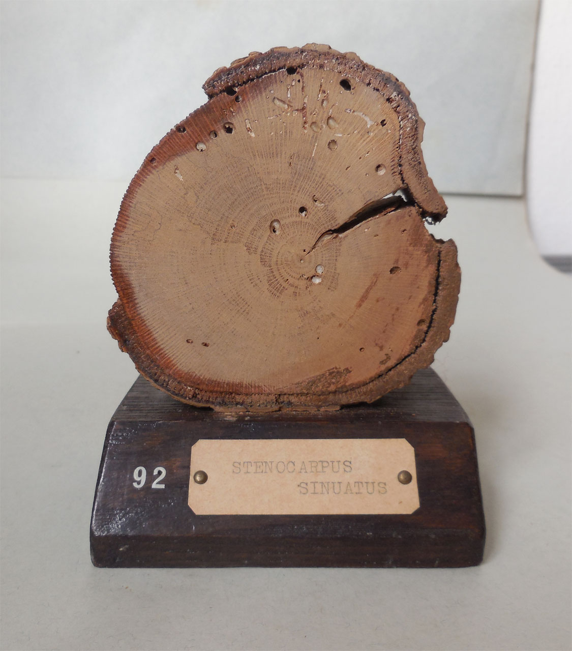 Stenocarpus sinuatus - campione, Herbarium Universitatis Senensis, Collezione xiloteca (1864 - 1950)