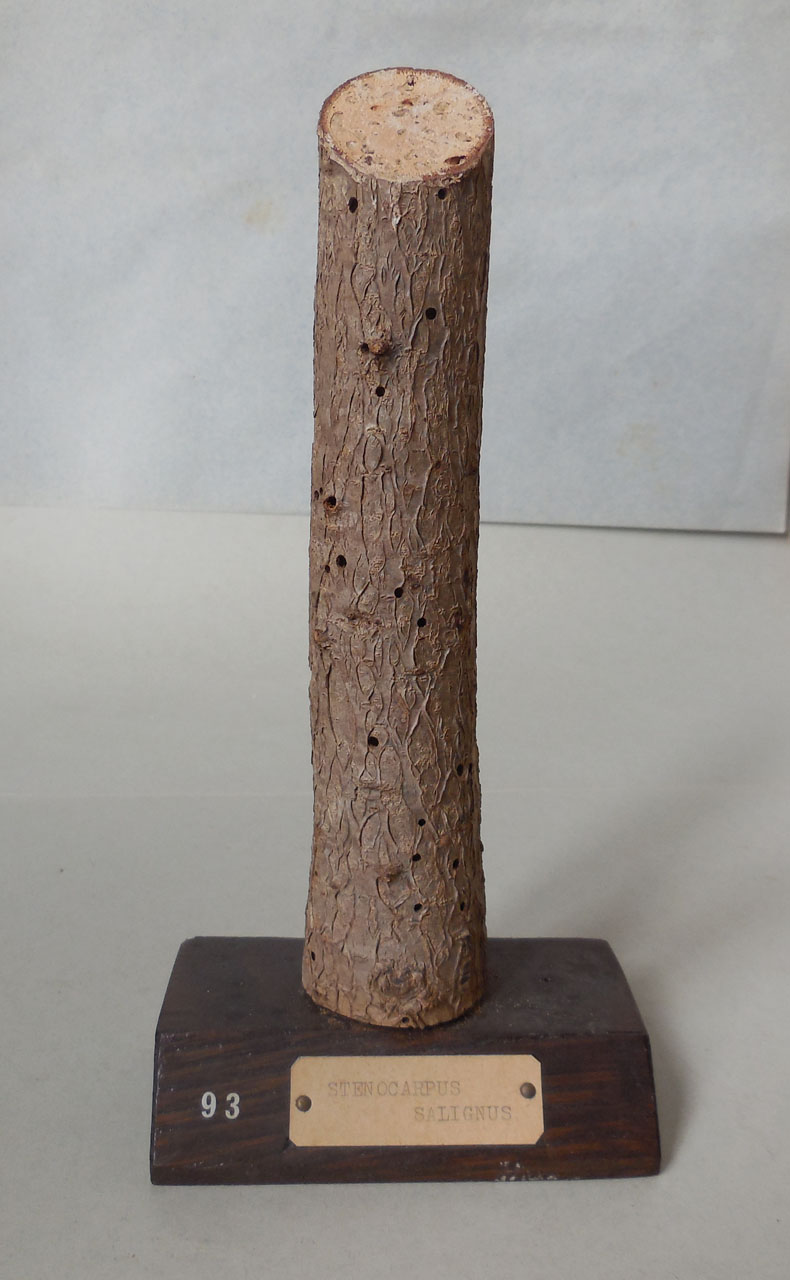 Stenocarpus salignus - campione, Herbarium Universitatis Senensis, Collezione xiloteca (1864 - 1950)