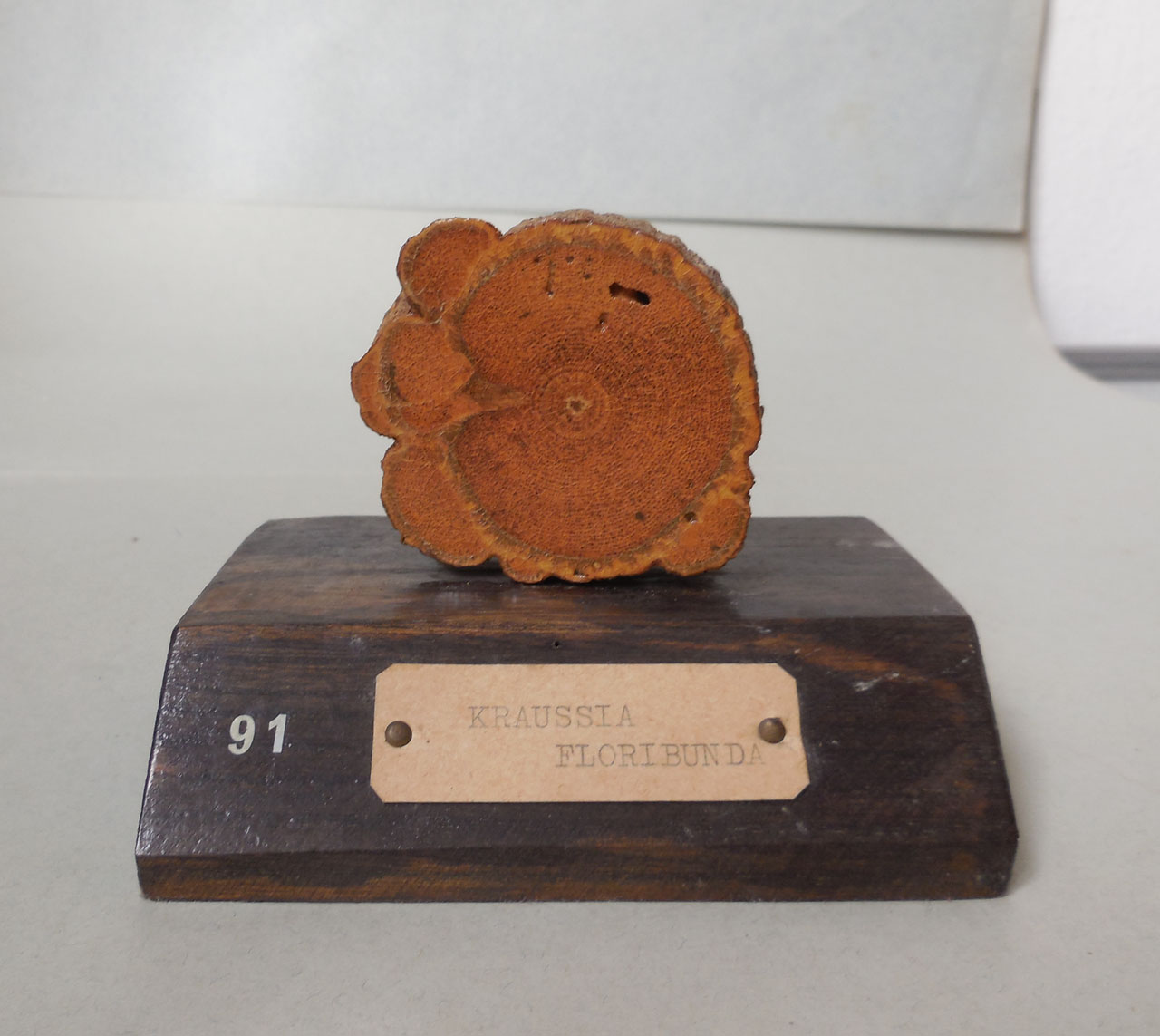 Kraussia floribunda - campione, Herbarium Universitatis Senensis, Collezione xiloteca (1864 - 1950)