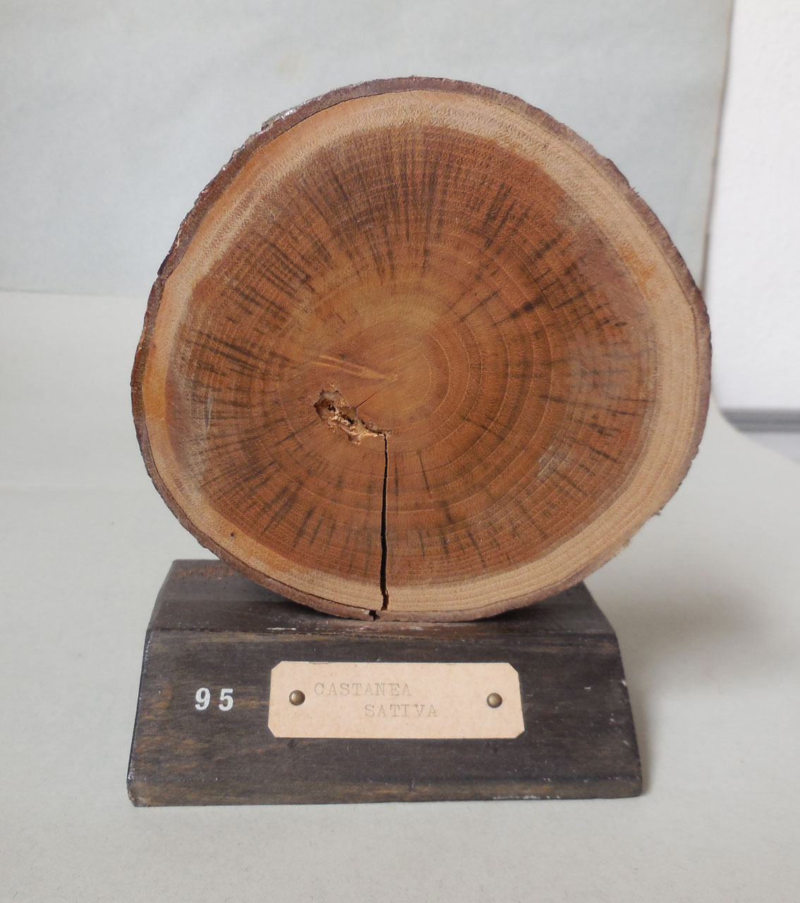 Castanea sativa - campione, Herbarium Universitatis Senensis, Collezione xiloteca (1864 - 1950)