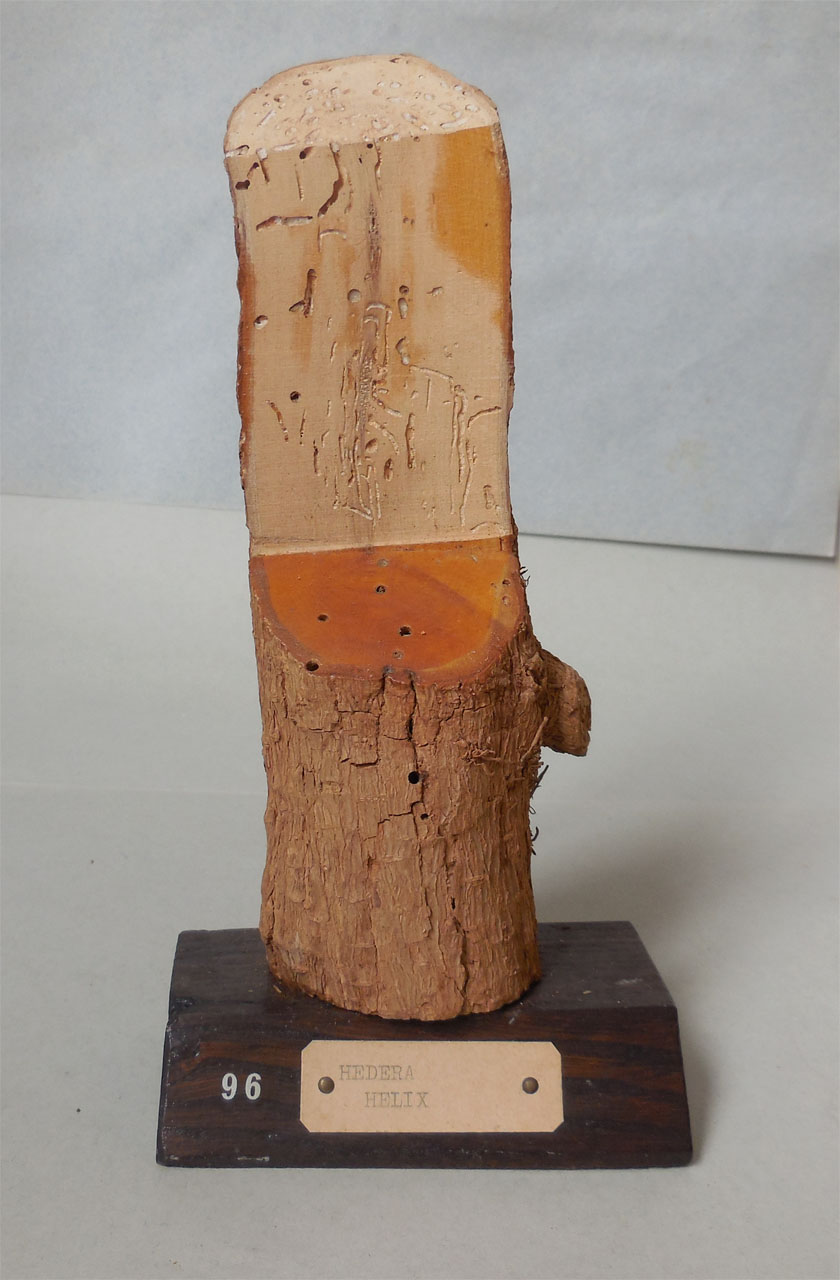 Hedera helix - campione, Herbarium Universitatis Senensis, Collezione xiloteca (1864 - 1950)