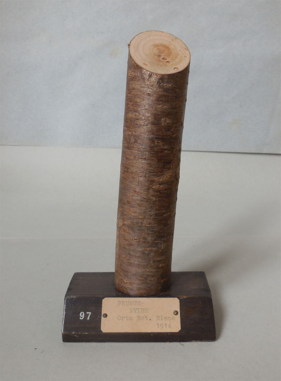 Prunus avium - campione, Herbarium Universitatis Senensis, Collezione xiloteca (1914)