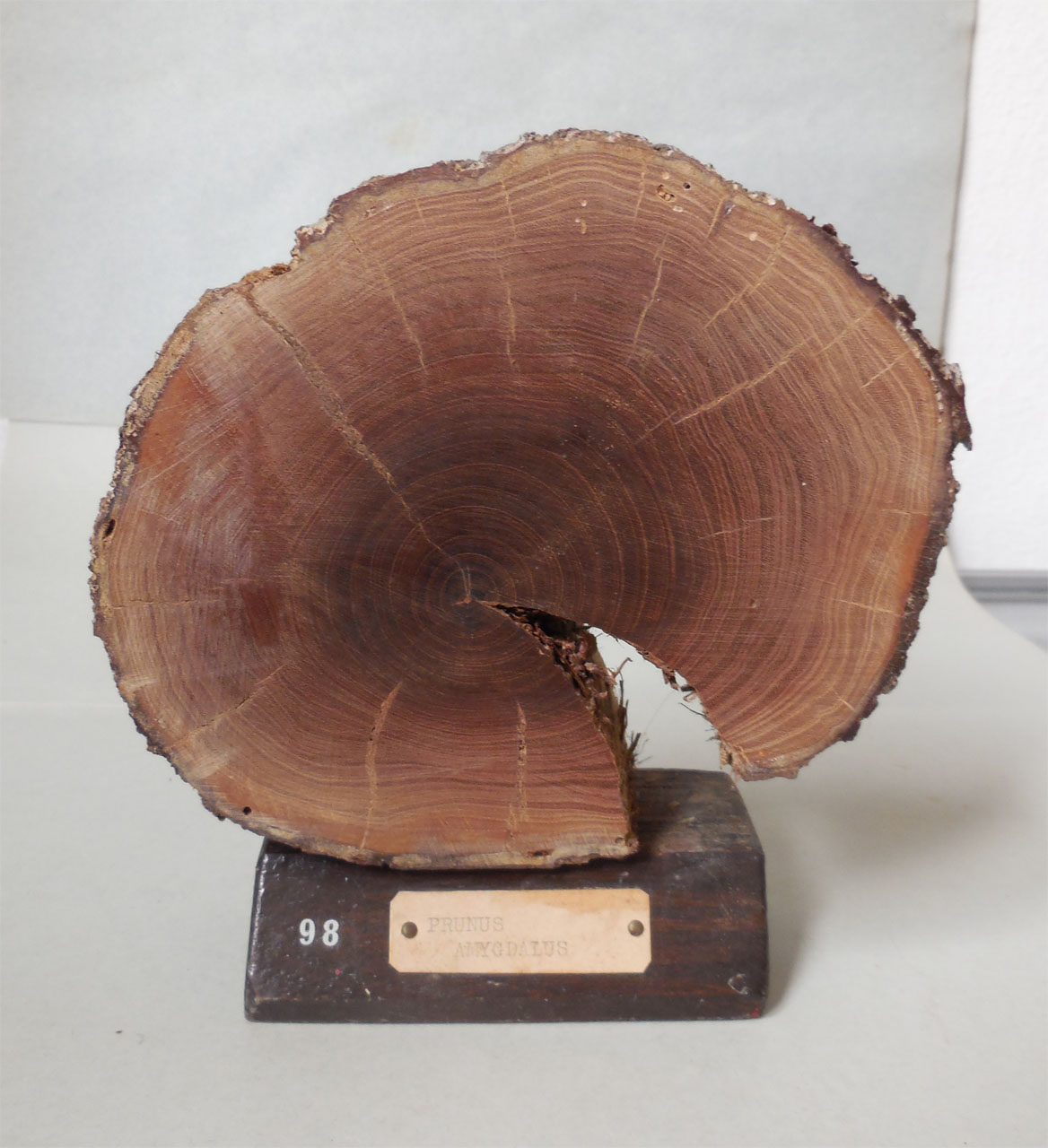 Prunus amygdalus - campione, Herbarium Universitatis Senensis, Collezione xiloteca (1864 - 1950)