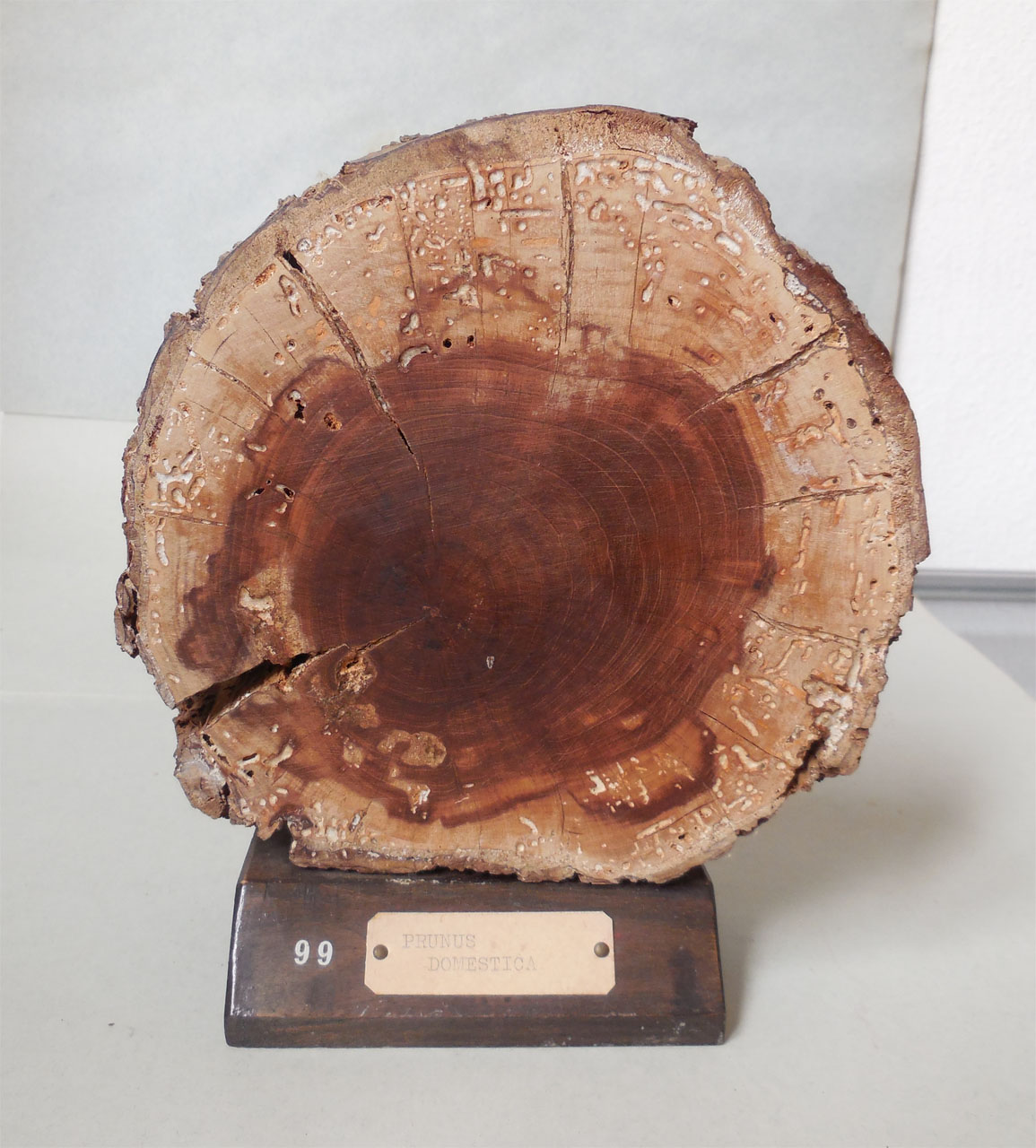 Prunus domestica - campione, Herbarium Universitatis Senensis, Collezione xiloteca (1864 - 1950)