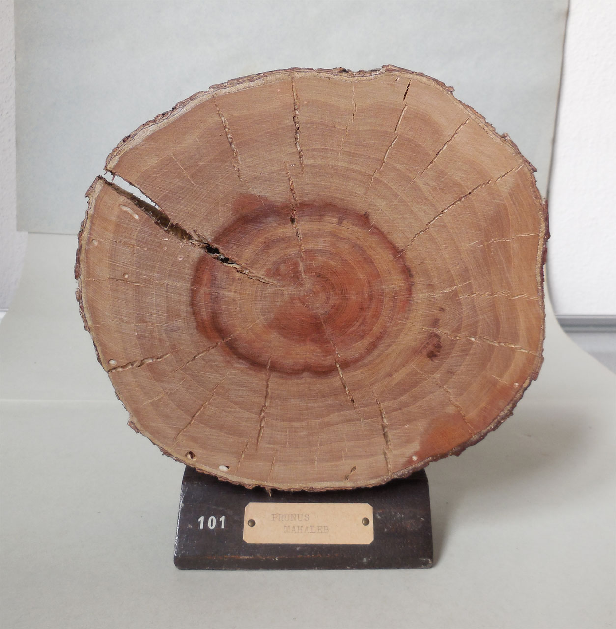 Prunus mahaleb - campione, Herbarium Universitatis Senensis, Collezione xiloteca (1864 - 1950)