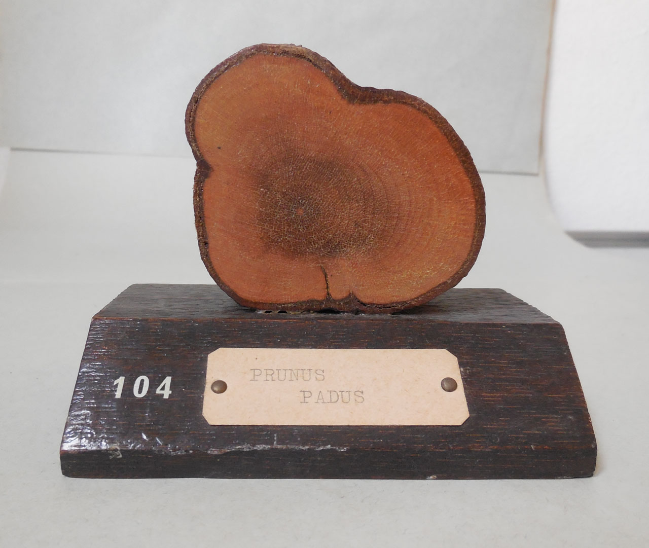 Prunus padus - campione, Herbarium Universitatis Senensis, Collezione xiloteca (1864 - 1950)