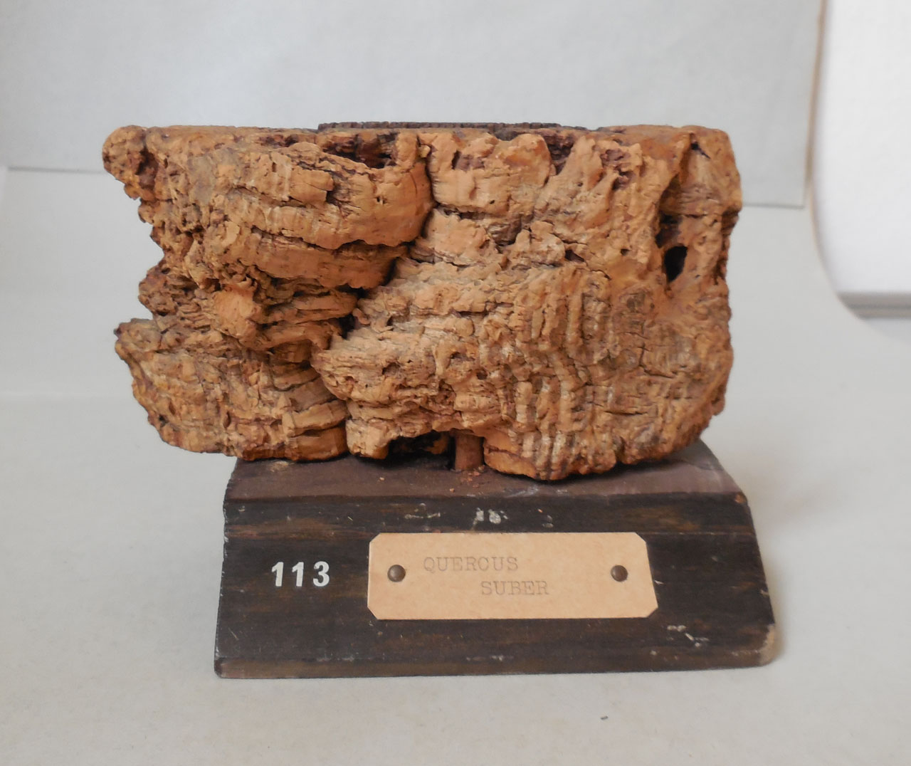 Quercus suber - campione, Herbarium Universitatis Senensis, Collezione xiloteca (1864 - 1950)