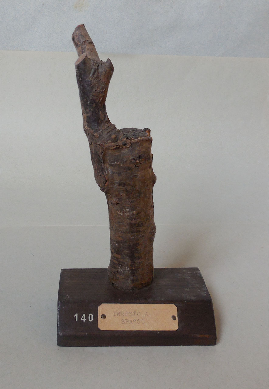 campione, Herbarium Universitatis Senensis, Collezione xiloteca (1864 - 1950)