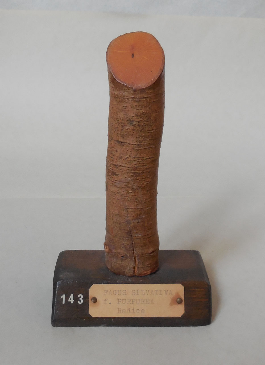 Fagus sylvatica var. purpurea - campione, Herbarium Universitatis Senensis, Collezione xiloteca (1864 - 1950)
