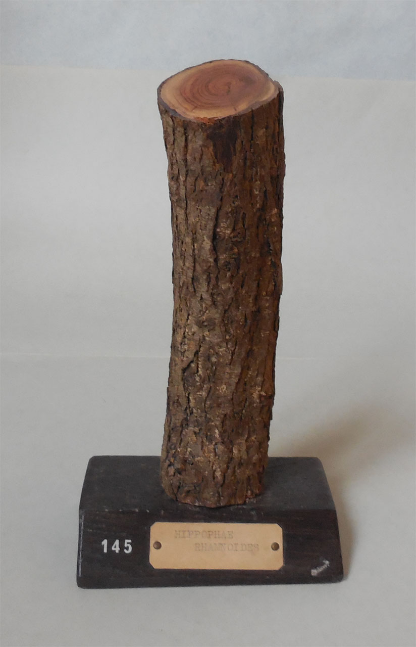 Hippophae rhamnoides - campione, Herbarium Universitatis Senensis, Collezione xiloteca (1864 - 1950)