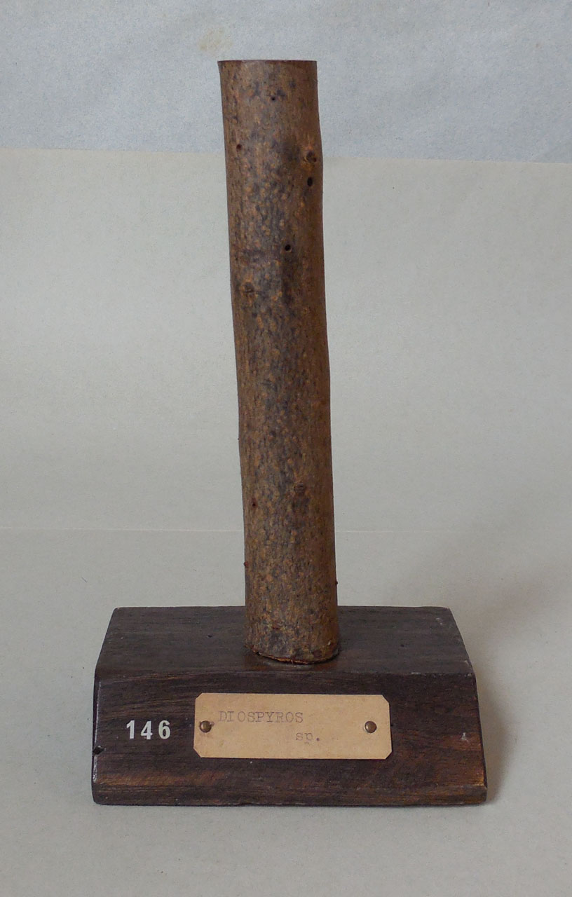 Diospyros sp - campione, Herbarium Universitatis Senensis, Collezione xiloteca (1864 - 1950)