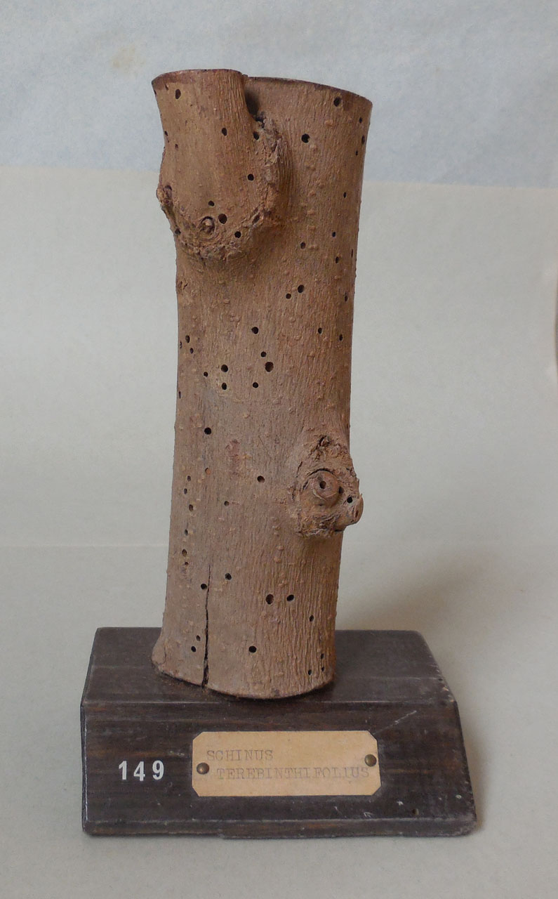 Schinus terebinthifolius - campione, Herbarium Universitatis Senensis, Collezione xiloteca (1864 - 1950)