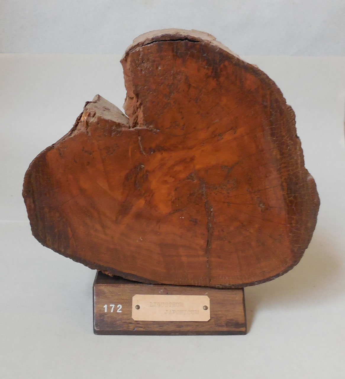 Ligustrum japonicum - campione, Herbarium Universitatis Senensis, Collezione xiloteca (1864 - 1950)