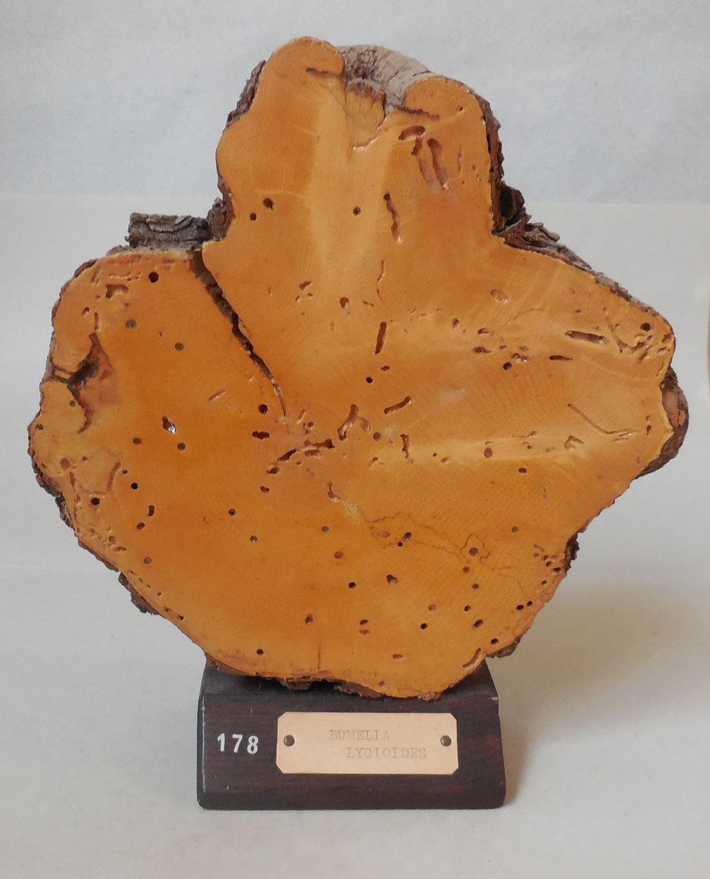 Bumelia lycioides - campione, Herbarium Universitatis Senensis, Collezione xiloteca (1864 - 1950)