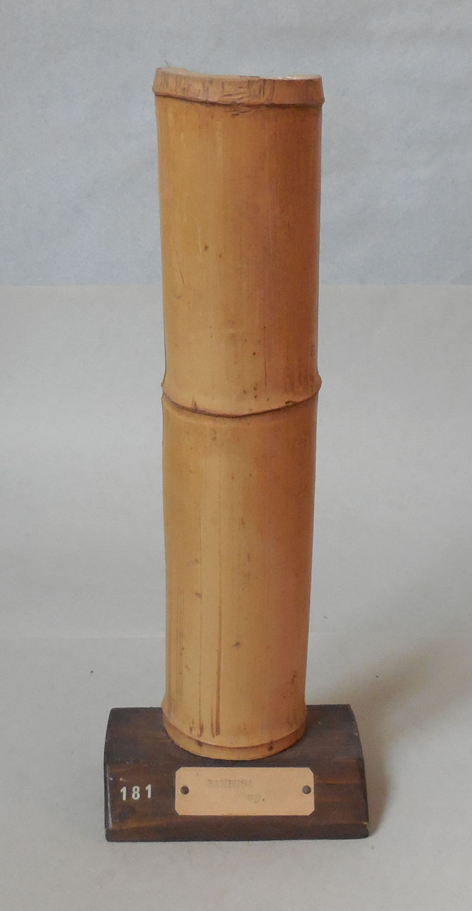 Bambusa sp - campione, Herbarium Universitatis Senensis, Collezione xiloteca (1864 - 1950)