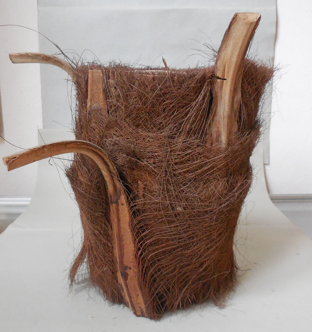 Trachycarpus excelsus - campione, Herbarium Universitatis Senensis, Collezione xiloteca (1864 - 1950)