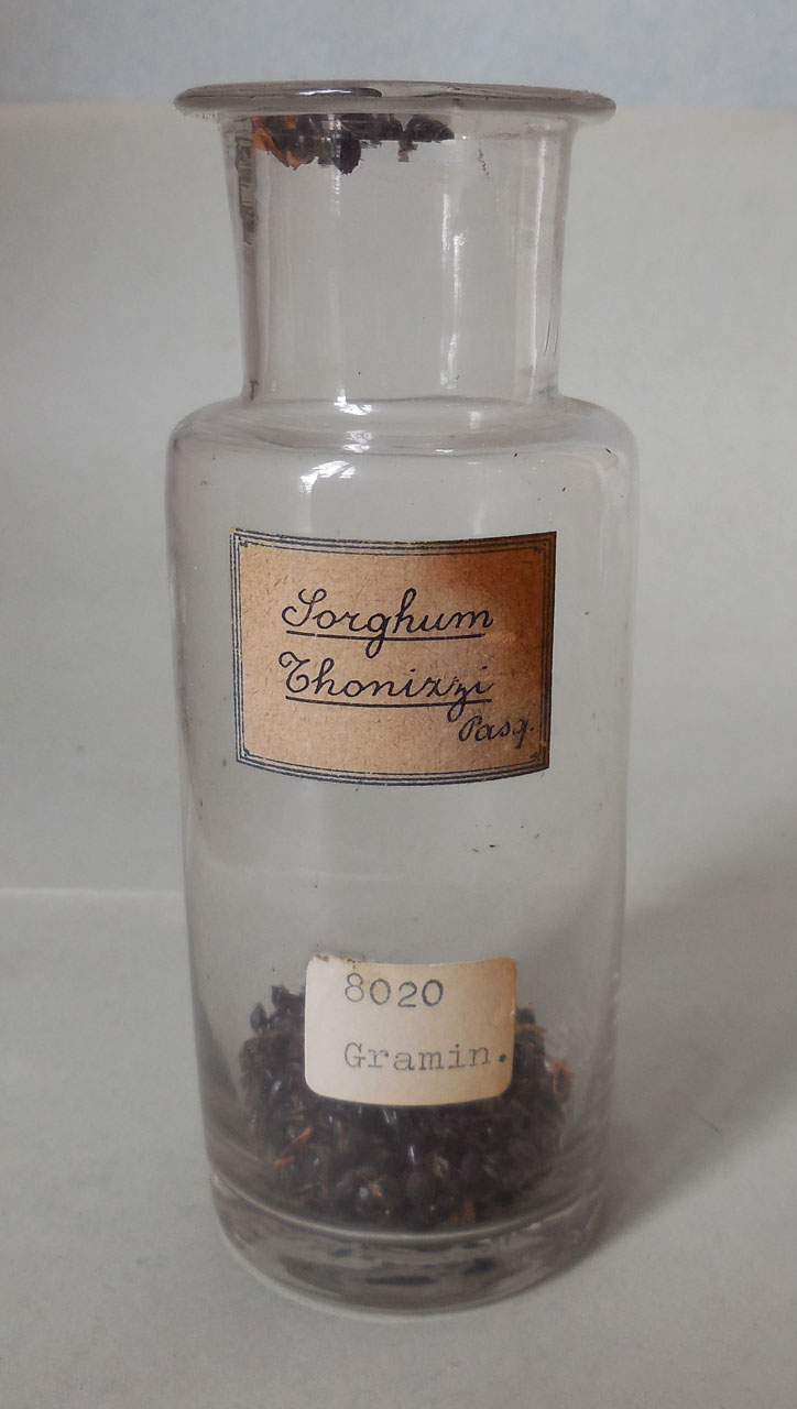 Sorghum thonizzii Pasq - campione, Herbarium Universitatis Senensis, Collezione spermoteca